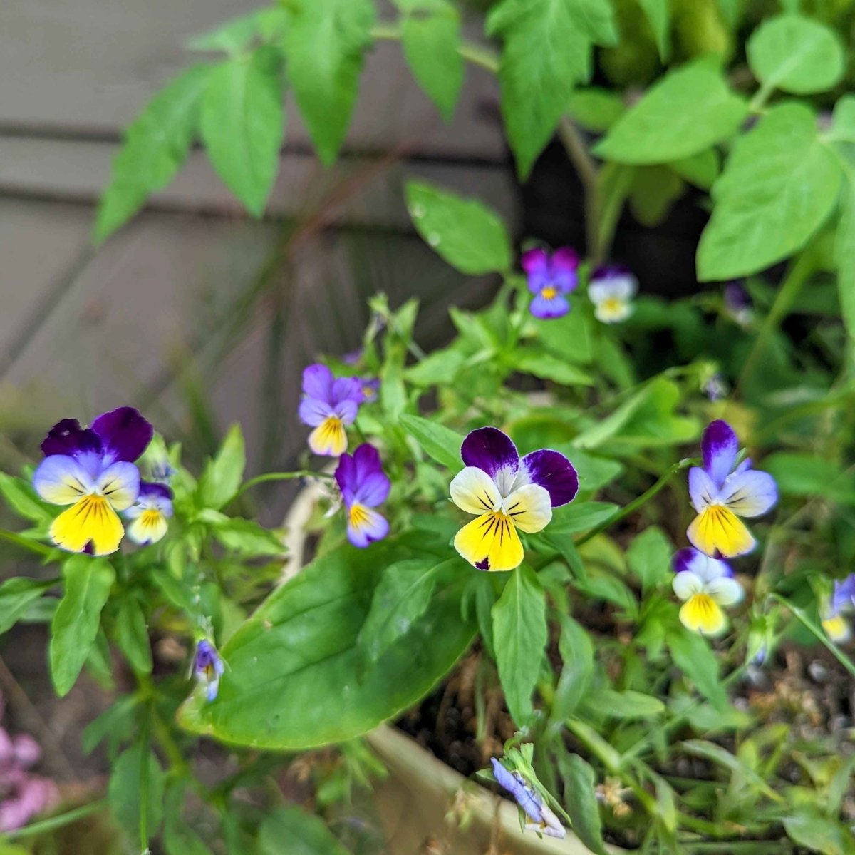 Viola Johnny Jump-Up Seeds