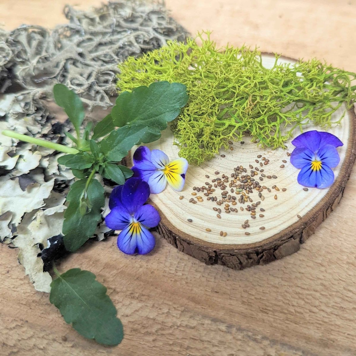 Viola Johnny Jump-Up Seeds