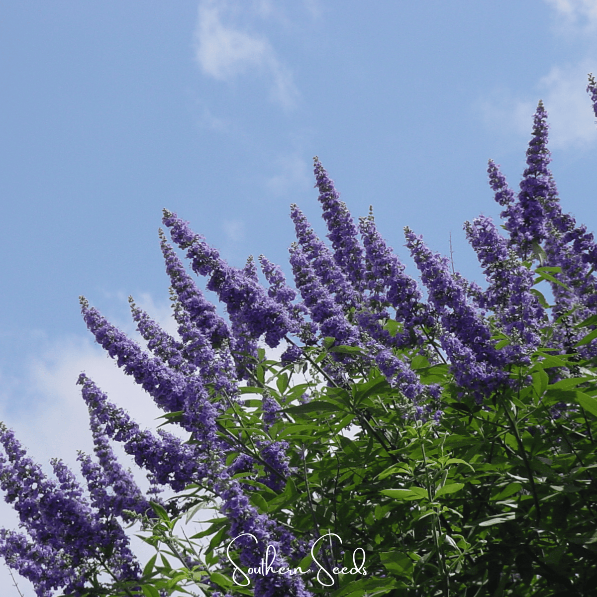Vitex (Chaste Tree – Texas Lilac) – 20 Seeds