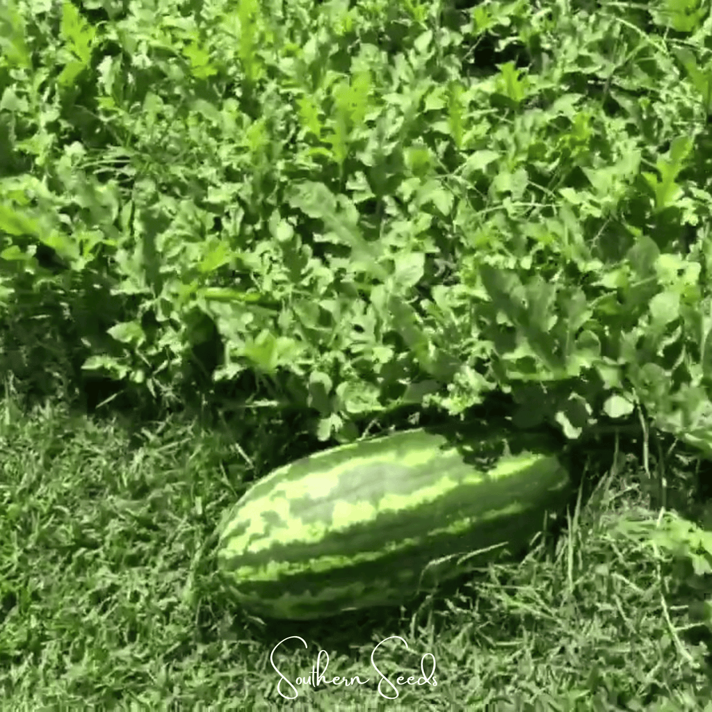 Congo Watermelon – 25 Seeds