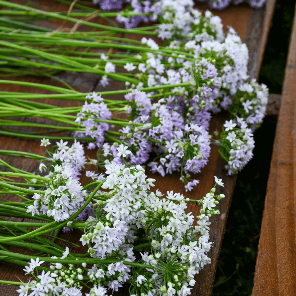 Wild Garlic – 25 Seeds