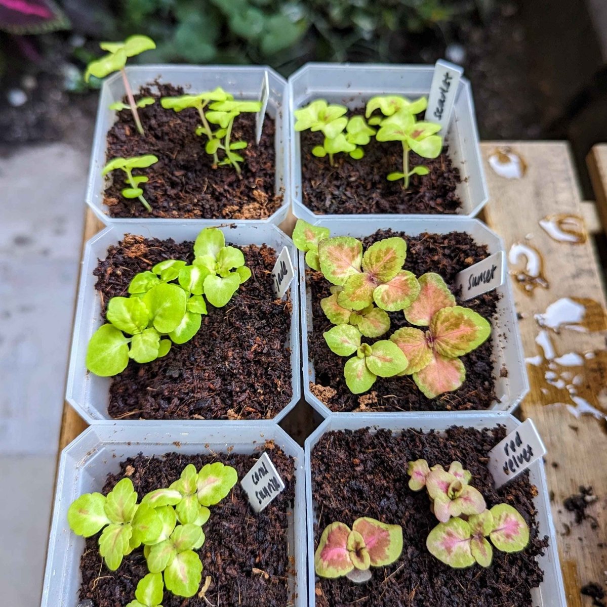 Wizard Coleus Mix Seeds