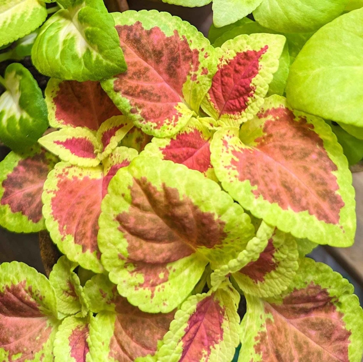 Wizard Coleus Mix Seeds