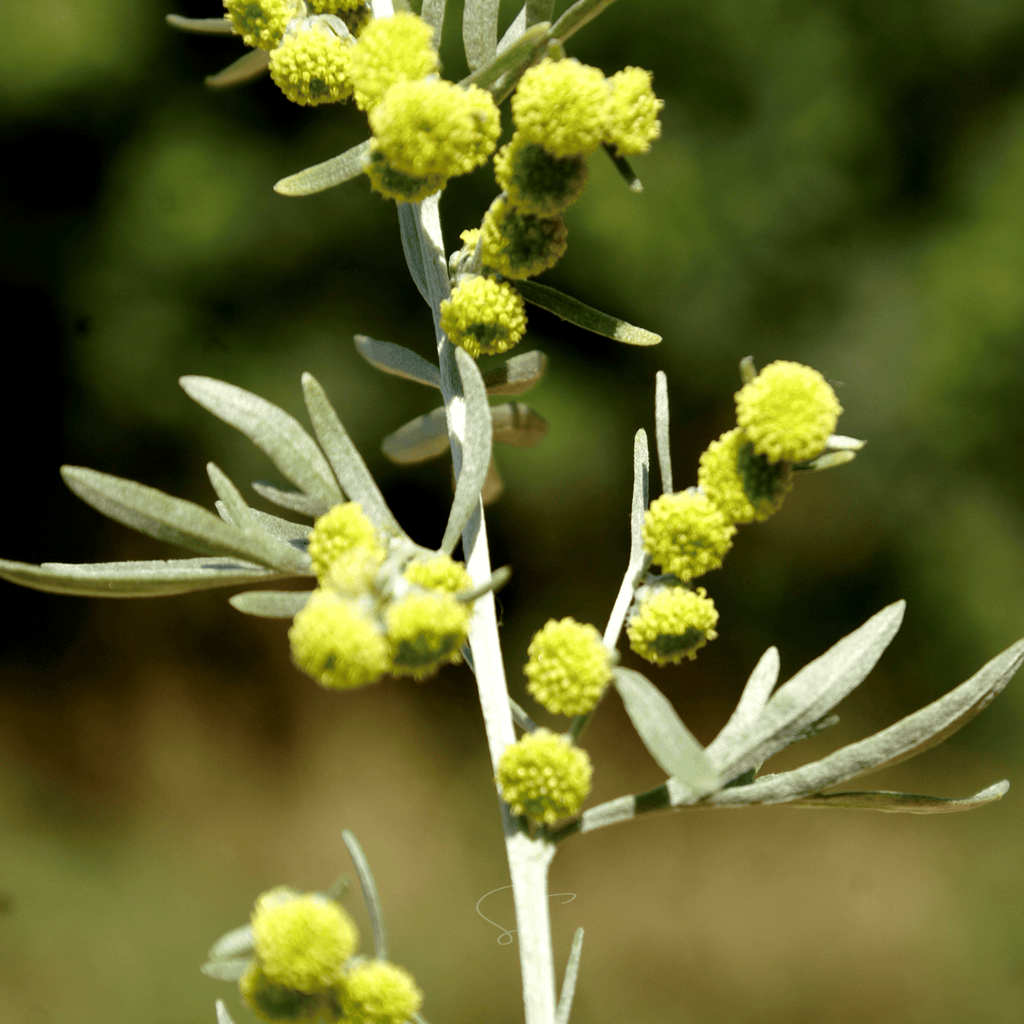 Wormwood – 200 Seeds