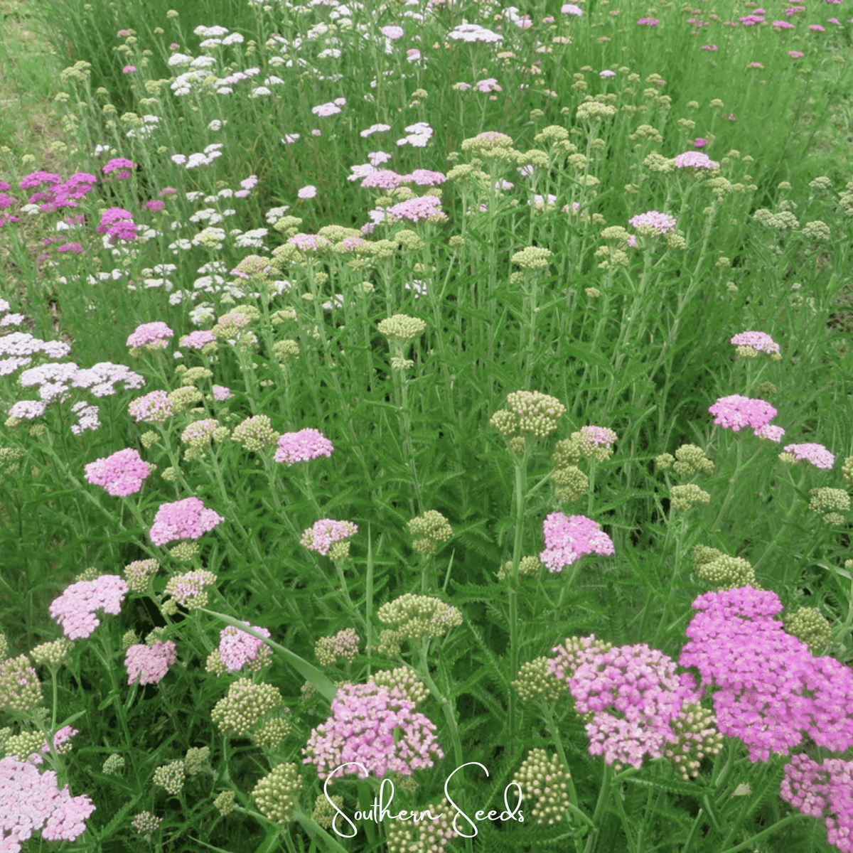 Colorado Yarrow Mix – 50 Seeds