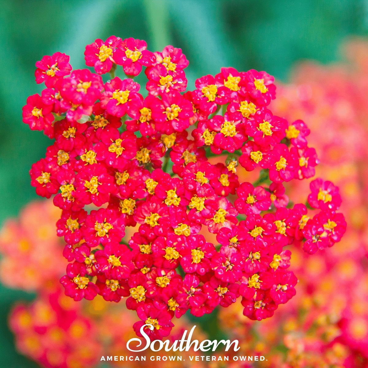 Red Yarrow – 100 Seeds