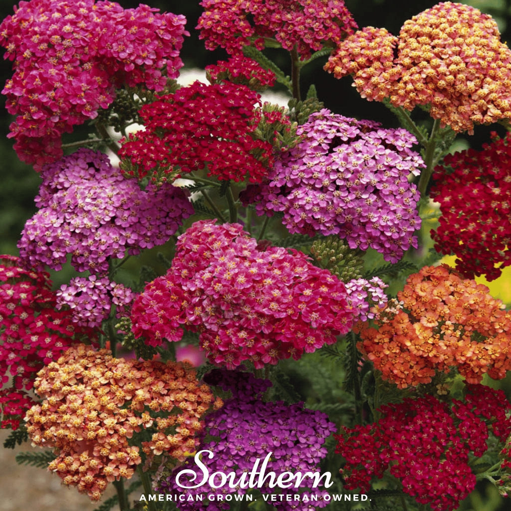 Summer Berries Yarrow Mix – 50 Seeds