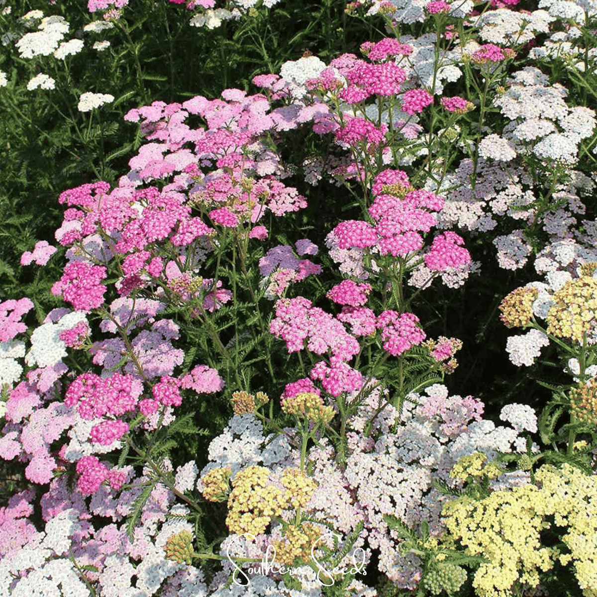 Summer Pastels Yarrow – 50 Seeds