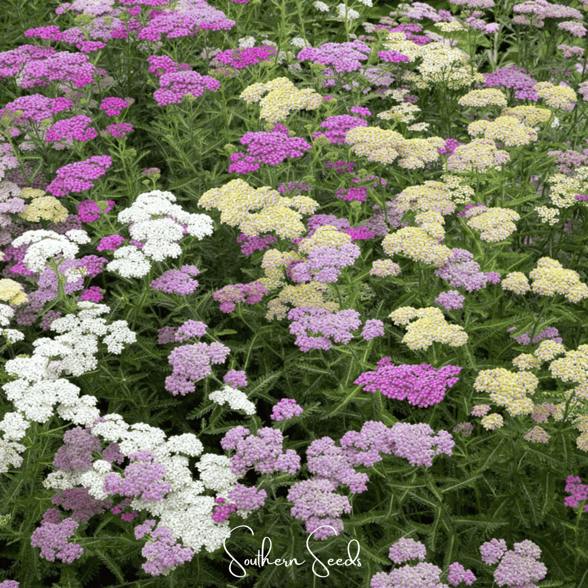 Summer Pastels Yarrow – 50 Seeds
