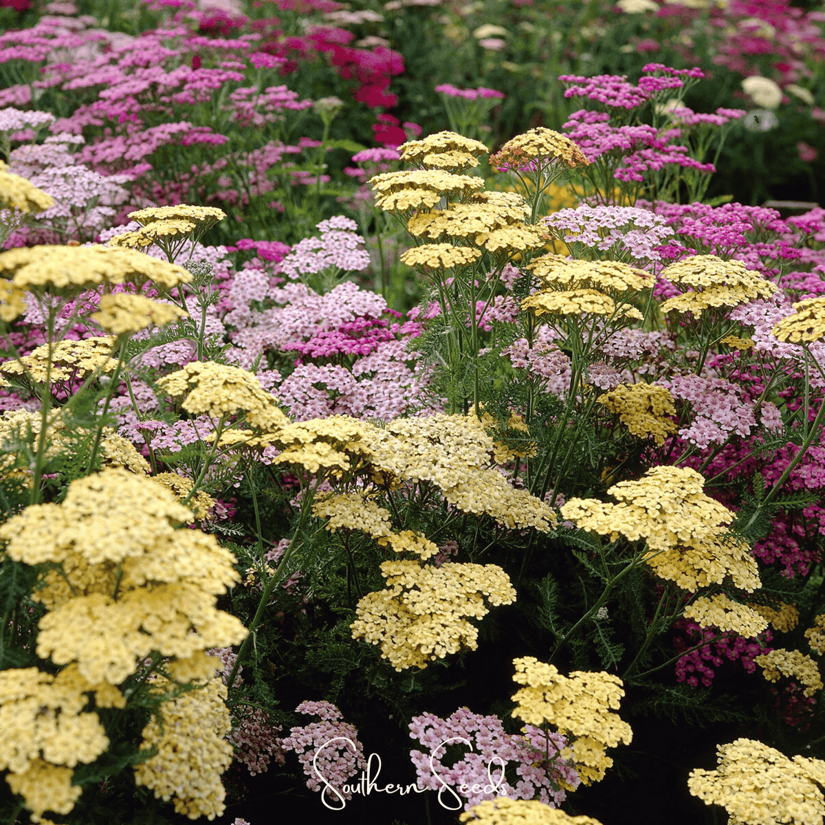 Summer Pastels Yarrow – 50 Seeds
