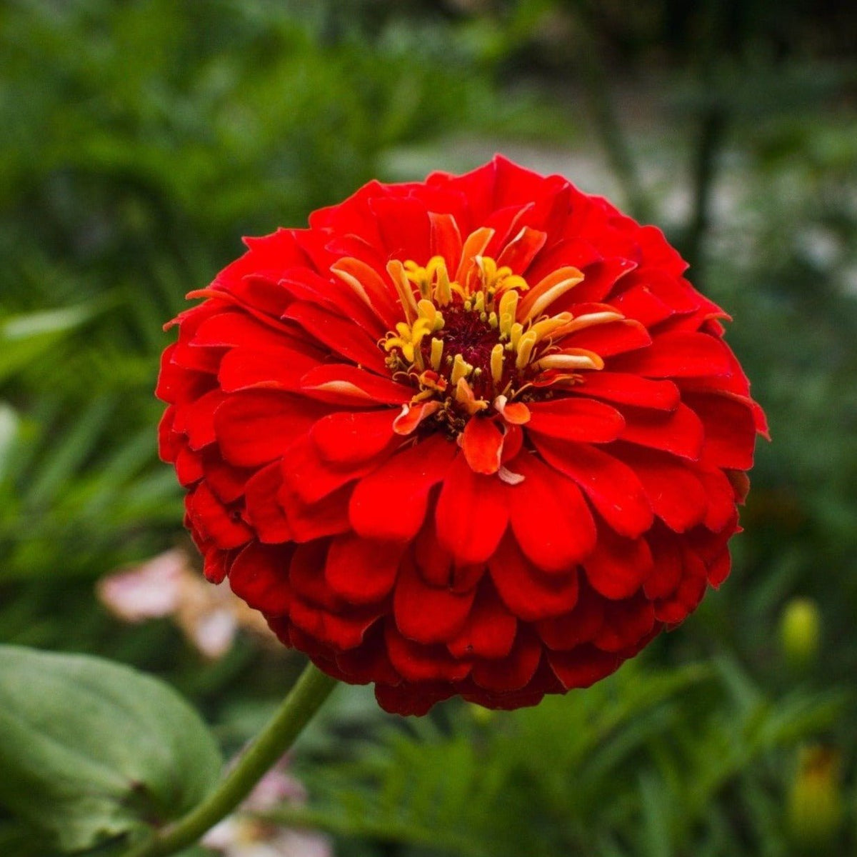 Cherry Queen Zinnia – 100 Seeds