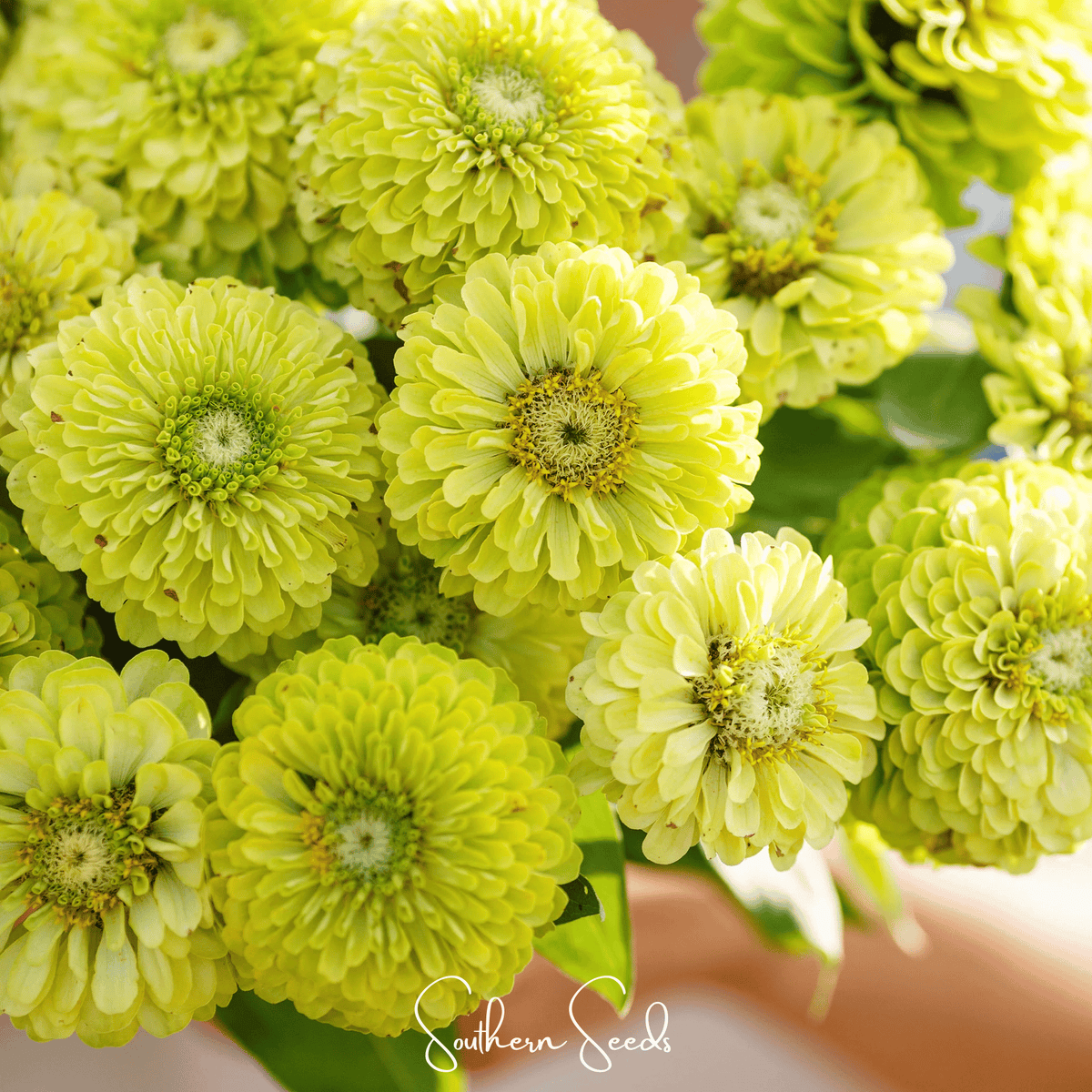Envy Green Zinnia – 25 Seeds