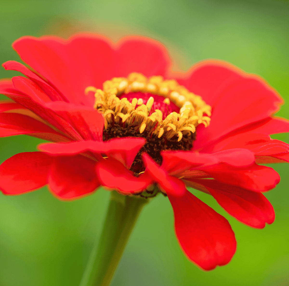 Meteor Zinnia – 100 Seeds