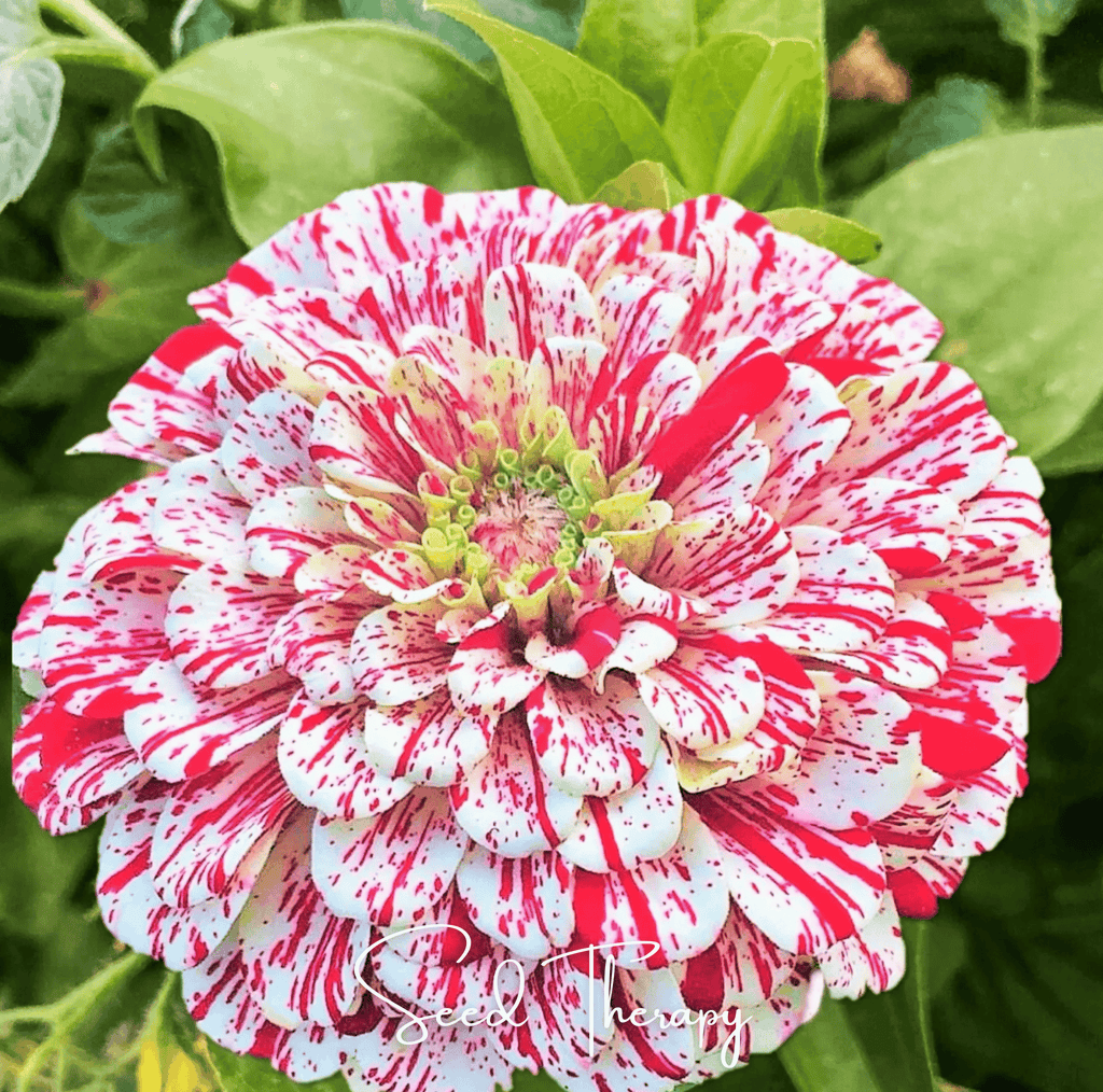 Peppermint Stick Zinnia – 50 Seeds