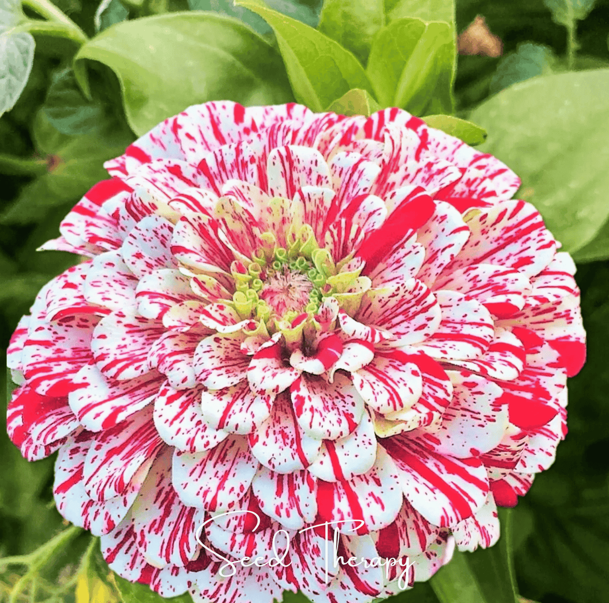 Peppermint Stick Zinnia – 50 Seeds