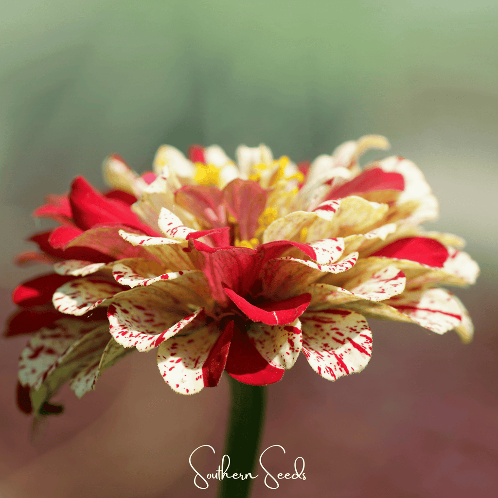 Peppermint Stick Zinnia – 50 Seeds