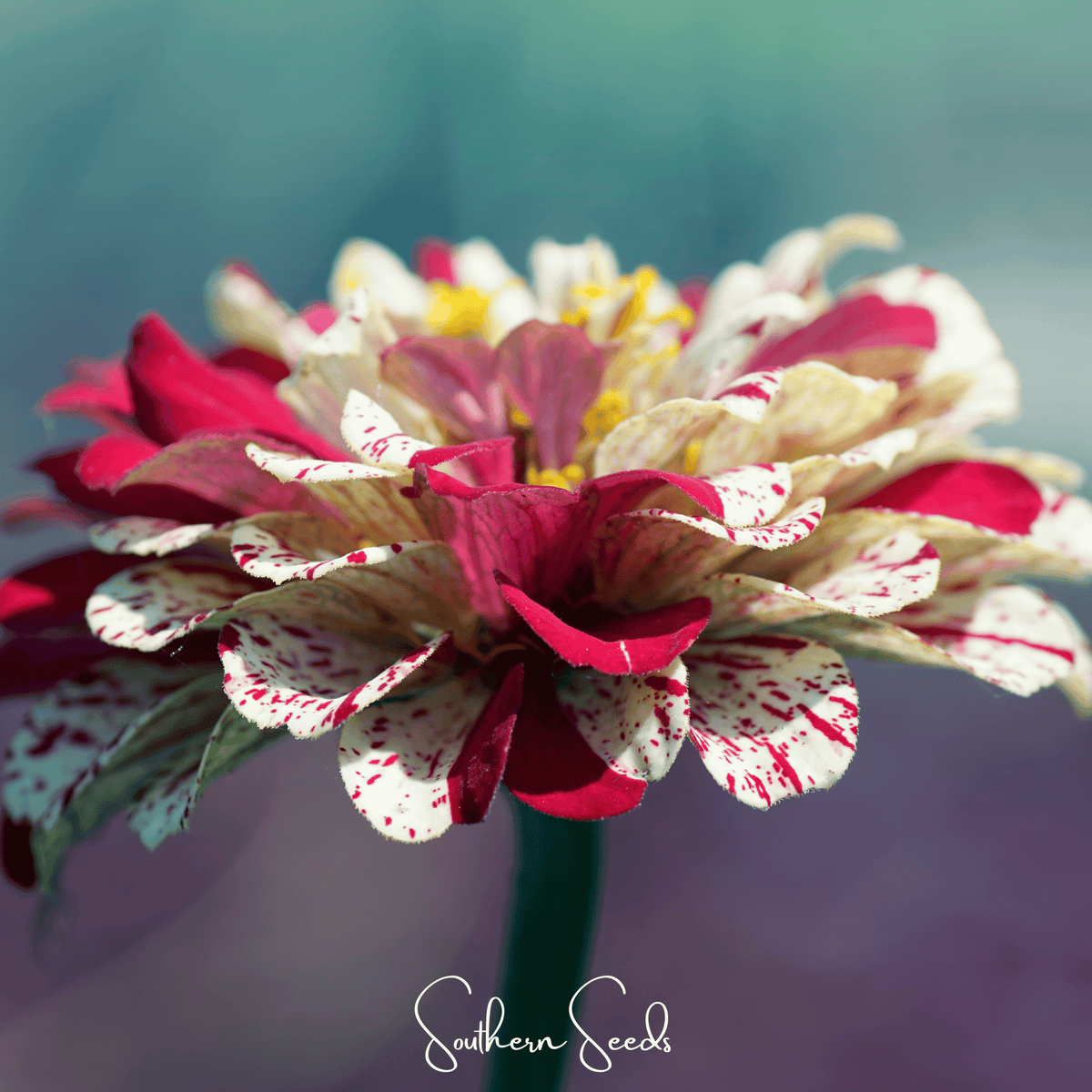 Peppermint Stick Zinnia – 50 Seeds